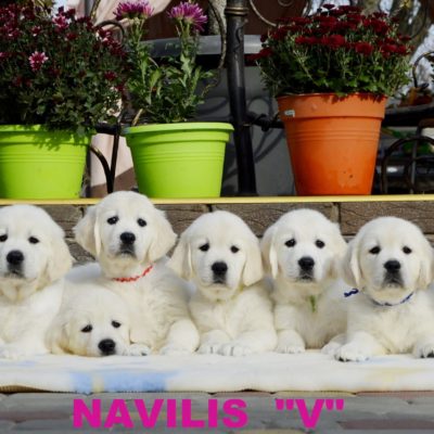 Navilis “V”