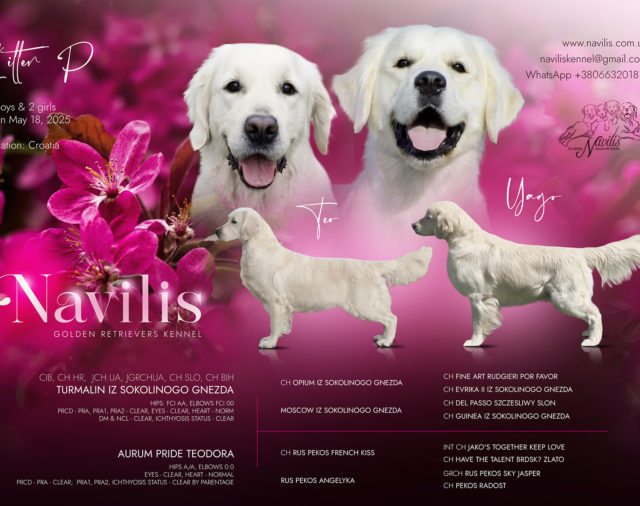 Navilis "P"