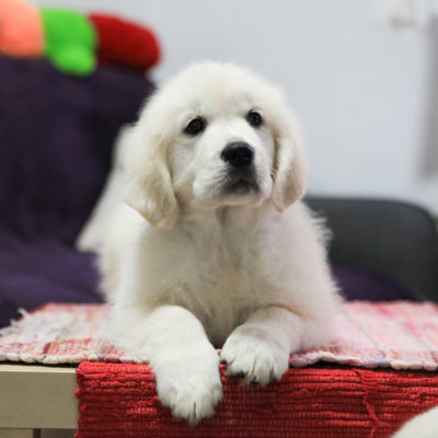 Female puppy