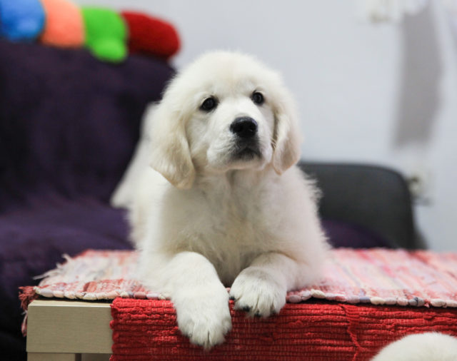 Female puppy