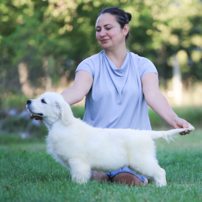 Male puppy for show