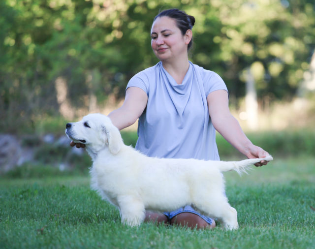 Male puppy for show